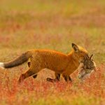 <b>북미</b>1위 다이어트약 일주일 후기