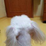 [드루와] 폰으로 <b>피치</b><b>피치</b>핏치 보고있었는데