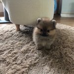 이 강아지는 대체 무슨 <b>종임</b>