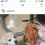 옆 집 애완<b>사육</b> 안 되는데 키움;;