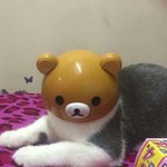 [드루와] 소름주의 머리가 없어져서 곰머리 <b>이식</b>수술한 고양이