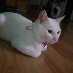[고양이] <b>순딩</b>이 흰둥이 가족이 되어주세요