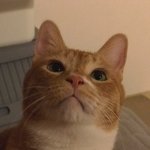 [고양이] 까칠냥 <b>토리</b>의 취향저격