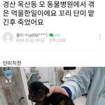 [드루와] 경산 가나 <b>동물</b>병원 반려견 죽임