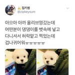 <b>올리브</b>영에서 만난 강아지