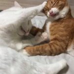 [드루와] 내친구 진짜 예쁜데 특이해ㅋㅋ
