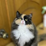 [고양이] 범백을 이겨낸 버찌̆̈냥