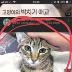 <b>거양</b>이 좋아하는 애들은 이거 꼭봐