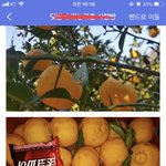 [꼭봐주세요] <b>SNS</b>과일판매 이런식인가요