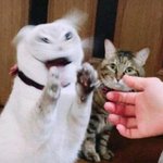 [댓글부탁해] <b>독감</b>검사 마니아파..?