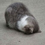 [ㅈㄱㄴ] 내셔널지오그래픽 롱패딩은 작은로고가 <b>신의</b>한수다.