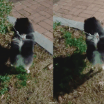 [방탄소년단] 어제 연탄이 <b>심리</b>가뭐였는지알아?