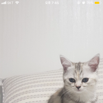 [드루와] 애들아 고양이 이름좀 지어줘!!