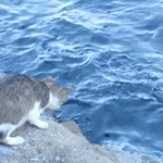 [방탄소년단] 나 최근에 윤기 <b>낚시</b>하는 거 지나가다 우연히 봤었다