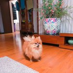 [동이사랑] 욕심쟁이 내 사랑 <b>방바닥</b> 여포