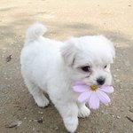 얘들아 <b>쿠션</b> 추천 좀 해죠ㅠㅠㅠ