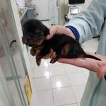 [꼭봐주세요] 경산 ㄱㄴ<b>동물</b>병원에서 일어난 일 입니다.