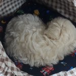 [댓글부탁해] 영어 할 줄 아는 애들아 급해 ㅜㅜ