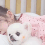 [모두드루와] 슈돌 나은이랑 <b>포</b><b>메</b> 댕댕이ㅠㅠ