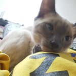 밥먹어야되는데 <b>배위</b>에 고양이 있어서 못먹겠ㅠ