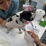 [강아지] 2개월 여아 꼬맹이소식