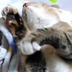 [고양이] 대박이 근황