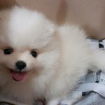 [댓글부탁해] 백곰 자랑(사진많음)