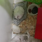 북순이가 또 새끼를 낳아서 햄스터새끼 필요하시분