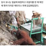 [드루와] ‘오랑우탄’ 을 성매매 한 <b>남성들</b>