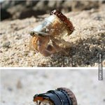 [드루와] 요즘 <b>소라게</b>들 근황ㅠㅠ