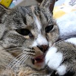 [고양이] 냥줍일기 13번째