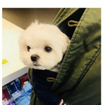 [드루와] <b>올영</b>에 주인이랑 같이 온 댕댕쓰...
