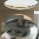 [댓글부탁해] <b>이</b>새끼 사나운 맹수<b>인척</b> 하는거 가소롭고 웃김ㅋ