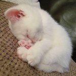 [<b>공판</b>] 예비고1 영어 도와줘