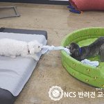 말썽꾸러기 댕댕이들의 <b>행동</b> <b>교정</b>