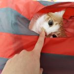 나의 동거묘 <b>도칠</b>이는 집사를 기다린다.