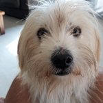 [강아지] <b>잔반</b>먹으며 살아온 코코