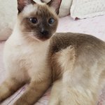 [고양이] <b>새끼</b>때부터 키우고있는 샴 고양이에요~