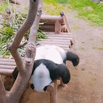 [모두드루와] 에버랜드 <b>팬더</b> 취미