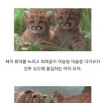 [댓글부탁해] 새끼 <b>퓨마</b>를 사냥하려는 회색곰