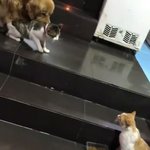[댓글부탁해] <b>괭이</b> 싸움말리는 갱얼쥐