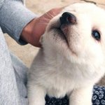 편순이 질문받는닷