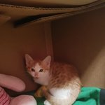 [고양이] 다리 다친 고양이를 데리고 왔어요. 도와주세요ㅠㅜ!