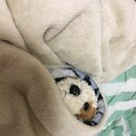 [댓글부탁해] 이거 진짜 <b>강쥐</b> 같징