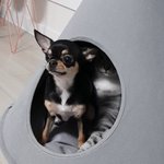 [청순자매] 추가) 청이 순이 <b>한지붕</b> 고양이와 강아지