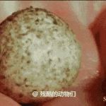 [댓글부탁해] 알 깨고 나오는 <b>오리</b>너구리.gif