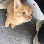 [고양이] 길에서 냥줍한 <b>바다</b>에요ㅎㅎㅎ