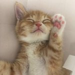 [고양이] 지난번에 옷입혔다고... 혼났던...