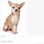 [모두드루와] 지랄견 <b>치와와</b>에 대해 알아보자