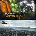 [댓글부탁해] 극한직업 필리핀 망고 <b>생산</b> 현장